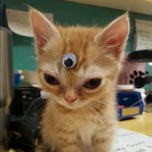 Meet your Posher, Callista